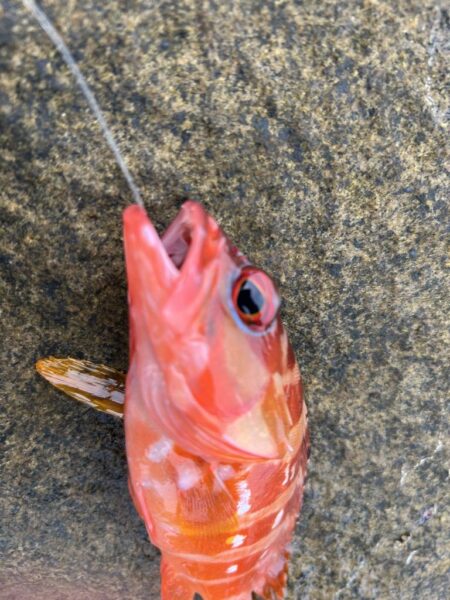 地元にはいないお魚
