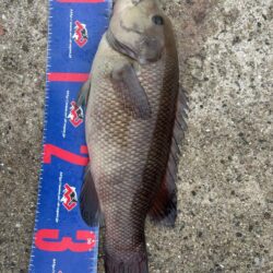 宇野港 沖磯釣り