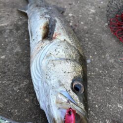 ヘチって来ました