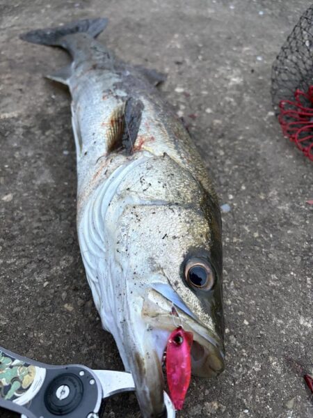 ヘチって来ました