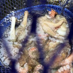 反省だらけのタコ釣り