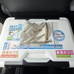 シロギス釣り