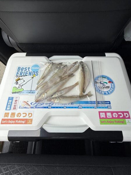 シロギス釣り