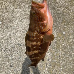 日本海アコウ