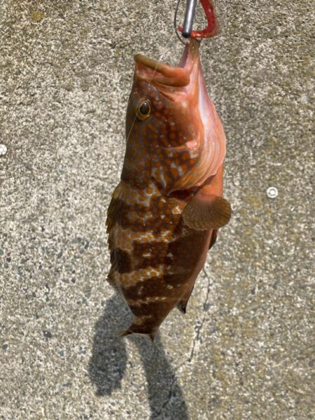 日本海アコウ