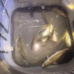 姫路でも豆アジ開幕！！