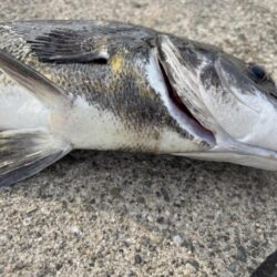 エビ撒きでチヌ釣れてます