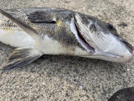 エビ撒きでチヌ釣れてます