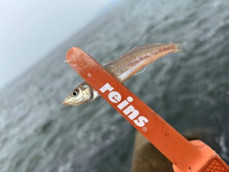 姫路エギングの後キス釣り激渋