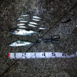 サバでサバが釣れる？