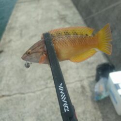 和歌山釣行🎣