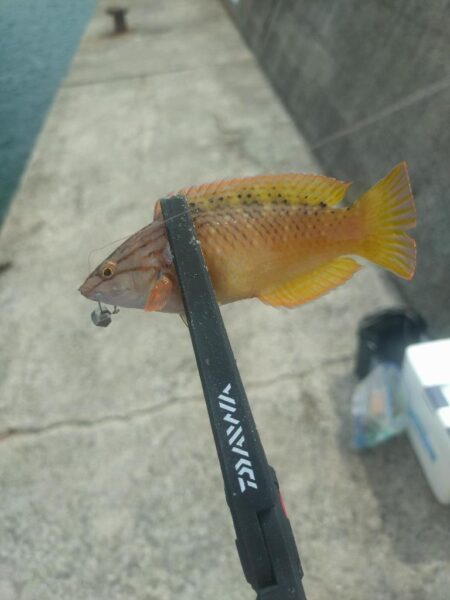 和歌山釣行🎣