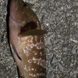 夜の釣行
