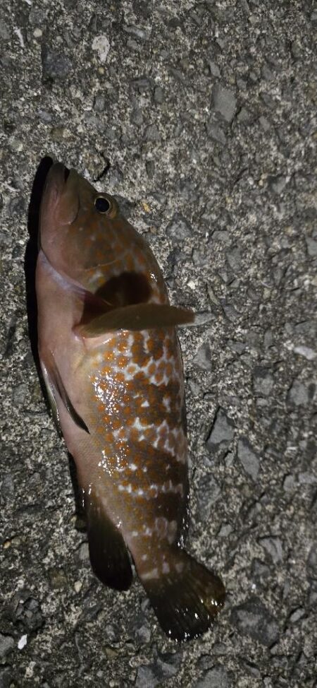 夜の釣行