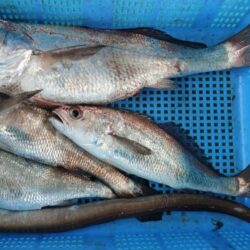 泉州丸　釣果
