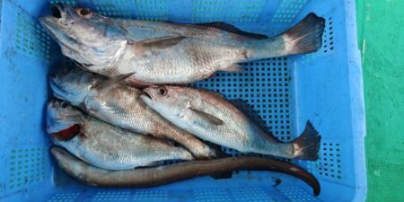 泉州丸　釣果