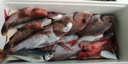 泉州丸　釣果