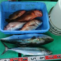 泉州丸　釣果