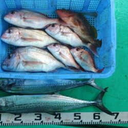 泉州丸　釣果