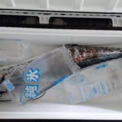 ショアからのサワラ
