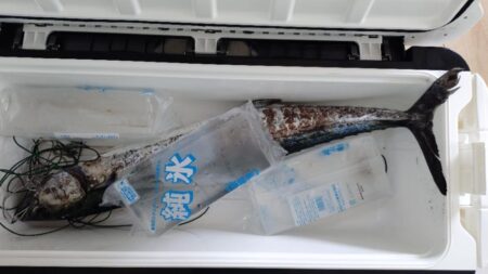 ショアからのサワラ