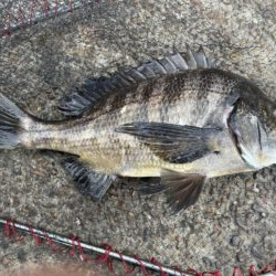 イチノ兄弟、釣果!