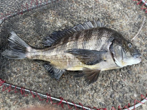 イチノ兄弟、釣果!