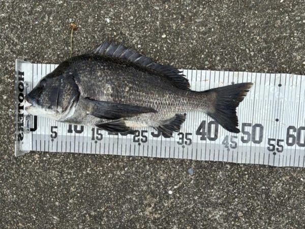 イチノ兄弟、釣果!