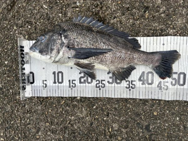 イチノ兄弟、釣果！