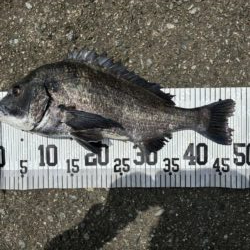 イチノ兄弟、釣果！