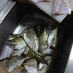 和歌山県紀伊有田（松村渡船）で磯釣り