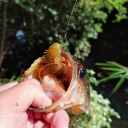 食わせ
