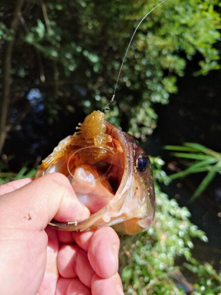 食わせ