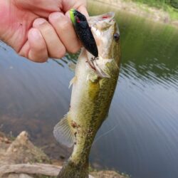 オカッパリで久々の数釣り！