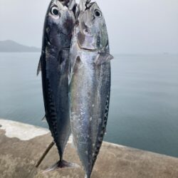 今年初青物はソウダガツオ
