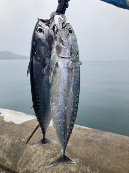 今年初青物はソウダガツオ