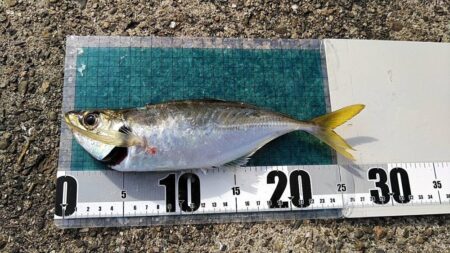 初夏の風物詩 開幕