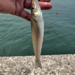 播磨新島釣行Ⅱ