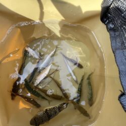 サビキ渋い