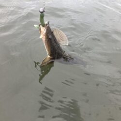 クロダイポツポツ
