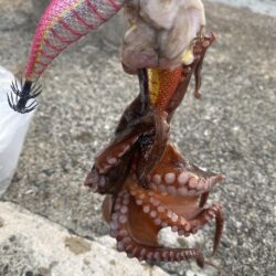 タコ釣り