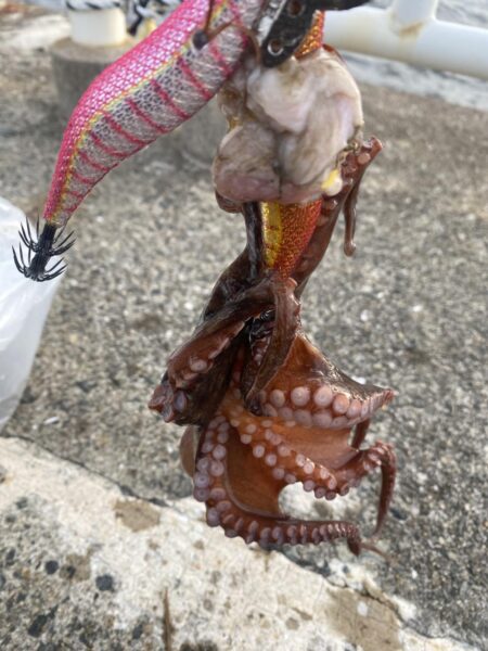 タコ釣り