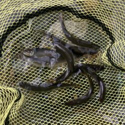 昭和レトロな渓流竿でアユイング🎣