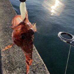 ガシラと戯れて