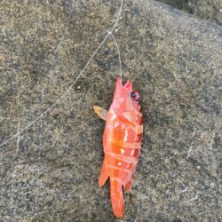 地元にはいないお魚