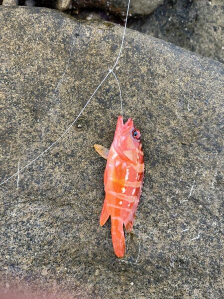 地元にはいないお魚