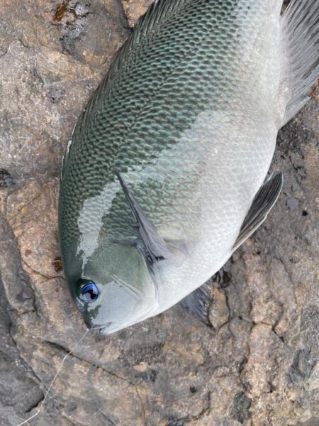 ロックフィッシュゲーム