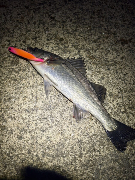 湾奥バチパターン
