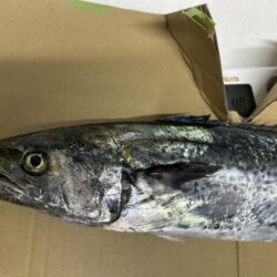 サワラ釣れました〜その2〜