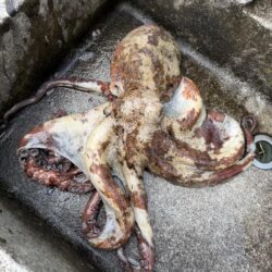 マダコ釣り
